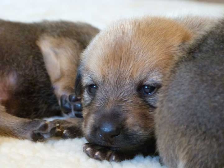 chinook dog